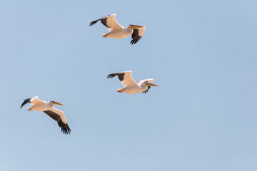 Obraz premium Pelican migration at Emek Hefer