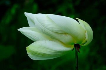 White lotus bloom in the pond