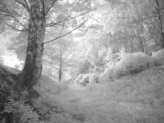 Infra red photography IR photo