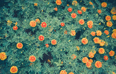 Marigold yellow flower plant spring summer garden on background top view - Vintage flower color