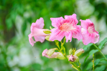 Fototapeta na wymiar Pink Trumpet Vine flowers (Podranea ricasoliana) in the garden. Podranea ricasoliana is also known as Zimbabwe creeper, Pink Trumpet Vine, Trumpet Vine