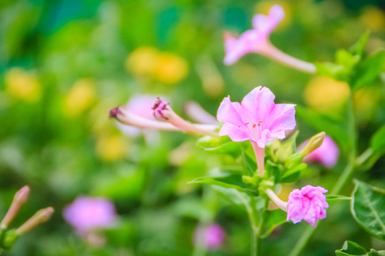 Soft pink flower of Mirabilis jalapa, the marvel of Peru or four o'clock flower, is the most commonly grown ornamental species of Mirabilis plant, and is available in a range of colours. - Powered by Adobe