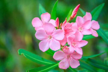 Pink Nerium oleander flowers with green leaves background. Nerium oleander is a shrub or small tree...