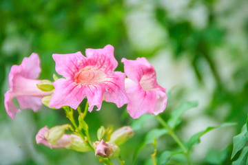 Obraz premium Pink Trumpet Vine flowers (Podranea ricasoliana) in the garden. Podranea ricasoliana is also known as Zimbabwe creeper, Pink Trumpet Vine, Trumpet Vine