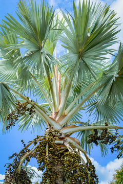 palm fruit on tree in the garden on bright day and blue sky background
