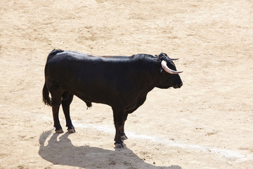 Fighting bull in the arena. Bullring. Toro bravo. Spain