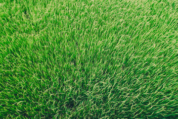 Green rice field  texture background for spring or summer and World Earth Day concept