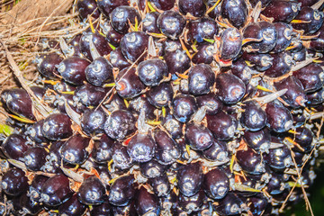 Black bunch of palm oil seeds on tree. Palm oil is an edible vegetable oil derived from the mesocarp (reddish pulp) of the fruit of the oil palms