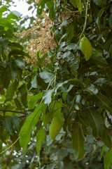 mango on tree