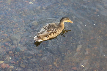 duck in the water