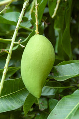 mango on tree