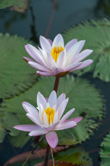 water lily in pond