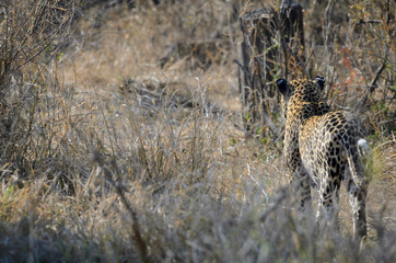 Leopard (Panthera pardus). Mpumlanga. South Africa