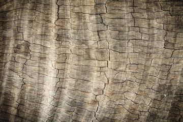 Pattern of weathered old gray tree trunk surface with annual rings. Rough surface texture of old wood with annual rings for background.