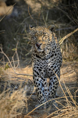 Leopard (Panthera pardus). Mpumlanga. South Africa