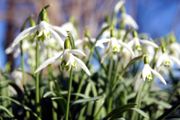 Schneeglöckchen im Frühling