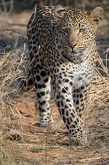 Leopard (Panthera pardus). Mpumlanga. South Africa