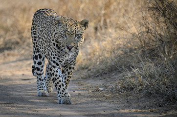Leopard (Panthera pardus). Mpumlanga. South Africa