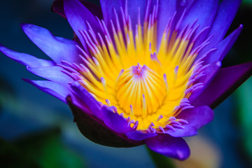 Close up hybrid purple lotus flower ‘King of Siam’, a tropical waterlily which was created in Thailand, King of Siam features deep violet blooms with a yellow center.