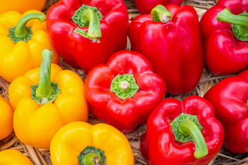 Fresh colorful Bell peppers in organic farm