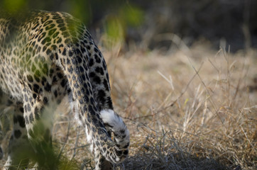 Leopard (Panthera pardus). Mpumlanga. South Africa