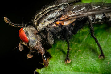 macro portrait of a fly on a leaf
