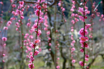 佐布理の梅