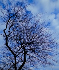 Tree and sky in blue and black silhouette texture