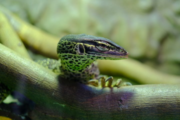 Closeup marco of reptile