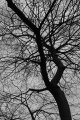 Tree and sky in black and white silhouette texture