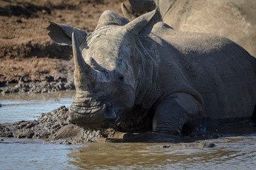 Fototapeta premium White rhinoceros or square-lipped rhinoceros or rhino (Ceratotherium simum) wallowing in a waterhole. KwaZulu Natal. South Africa