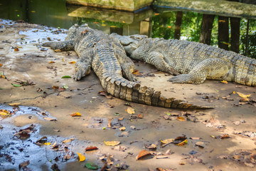 Siamese crocodiles farming in the pond. Scary Siamese crocodile (Crocodylus siamensis), a...