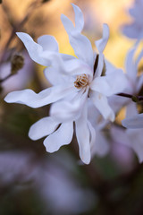 Blooming white magnolia flowers in the spring garden.