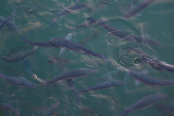 close up of a shoal of fish