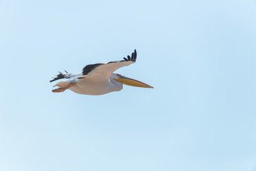 Pelican migration at Emek Hefer