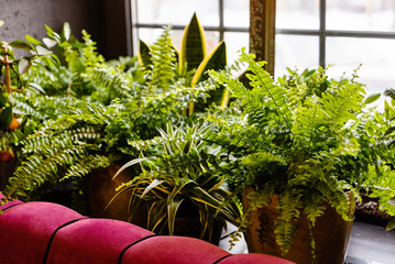 stylish interior filled a lot of plants