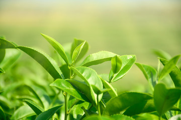 Fototapeta na wymiar Harvest time with morning light for organic green tea in plantation field.