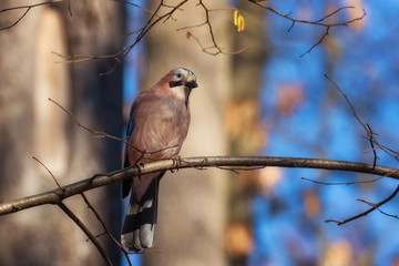 Eurasian jay sitting on a tree branch