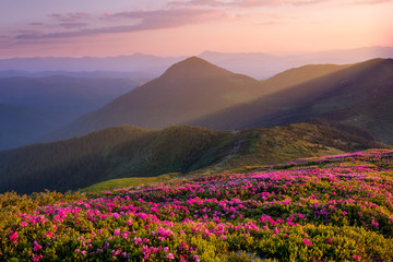 Mountains during flowers blossom and sunrise. Flowers on mountain hills. Natural landscape at the summer time. Mountains range. Mountain - image