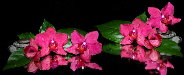 Panele Szklane  Panoramic image of purple orchids on a black background