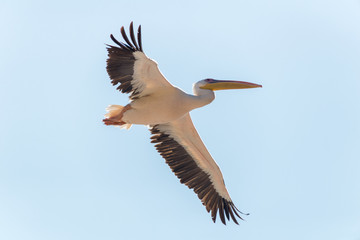 Pelican migration at Emek Hefer