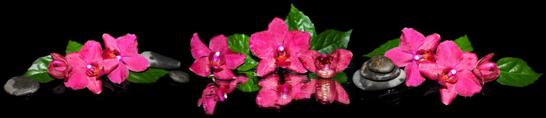 Panoramic image of purple orchids on a black background