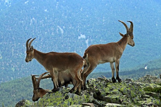 Manada de cabras ib&eacute;ricas (Capra pyrenaica ssp victoriae) en roquedos del sistema central ib&eacute;rico, Espa&ntilde;a.