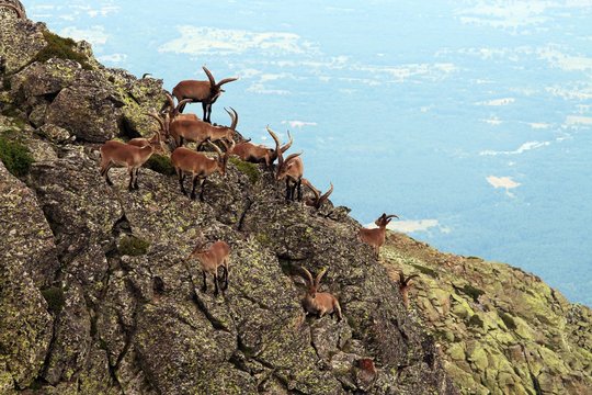 Manada de cabras ib&eacute;ricas (Capra pyrenaica ssp victoriae) en roquedos del sistema central ib&eacute;rico, Espa&ntilde;a.