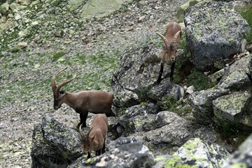 Manada de cabras ibéricas (Capra pyrenaica ssp victoriae) en roquedos del sistema central ibérico, España.