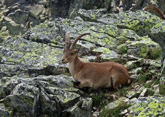 Ejemplar de macho montés acostado sobre rocas en el sistema central ibérico, España.