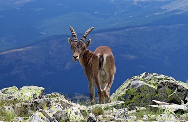 Ejemplar de Capra pyrenaica (cabra montés) mirando a la cámara, España.