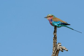 Lilac-breasted roller (Coracias caudatus). Limpopo Province. South Africa