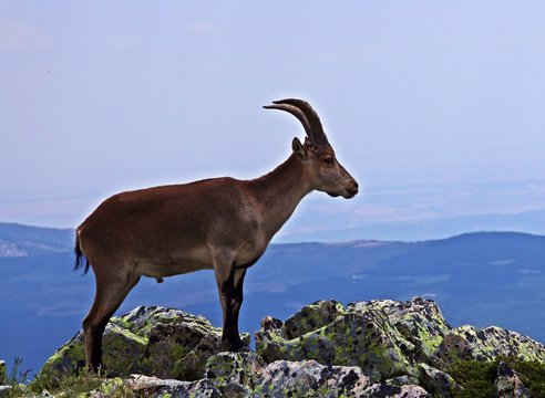 Ejemplar de macho ib&eacute;rico (Capra pyrenaica ssb victoriae) en una cumbre rocosa del sistema central ib&eacute;rico, Espa&ntilde;a.