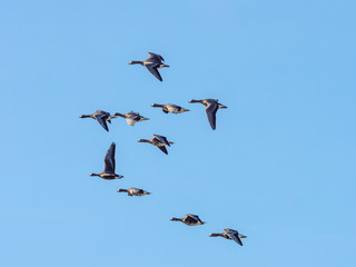 Wildgänse in Flugformation